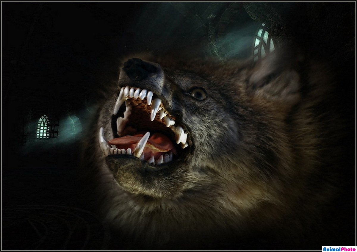 Werewolf ...